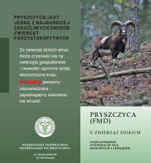 Pryszczyca – jedno z największych zagrożeń dla zwierząt parzystokopytnych